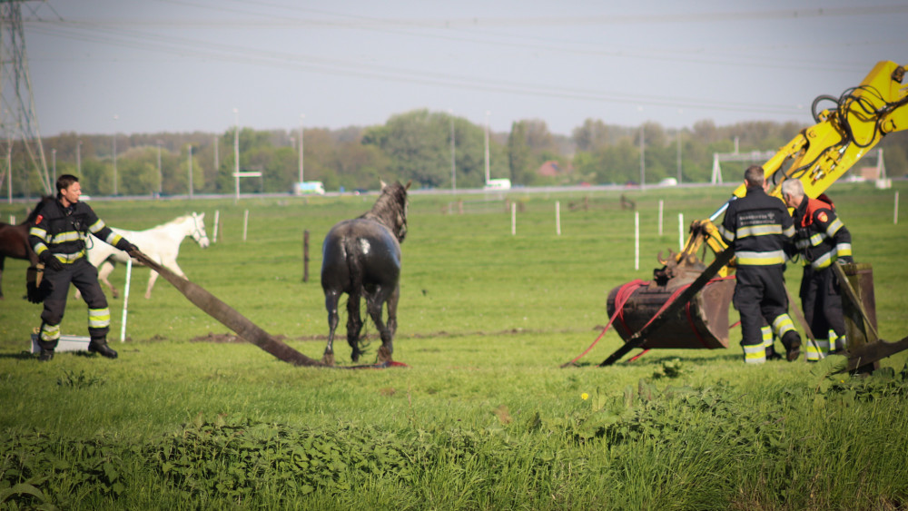 Paard "met Moeite" Uit Water Gered Door Brandweer - NH Nieuws