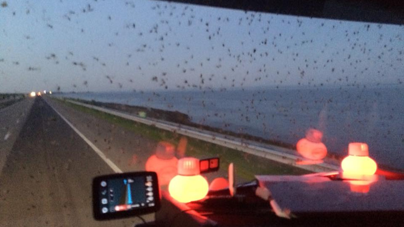 In beeld duizenden muggen op je auto door plaag rond de Afsluitdijk NH Nieuws