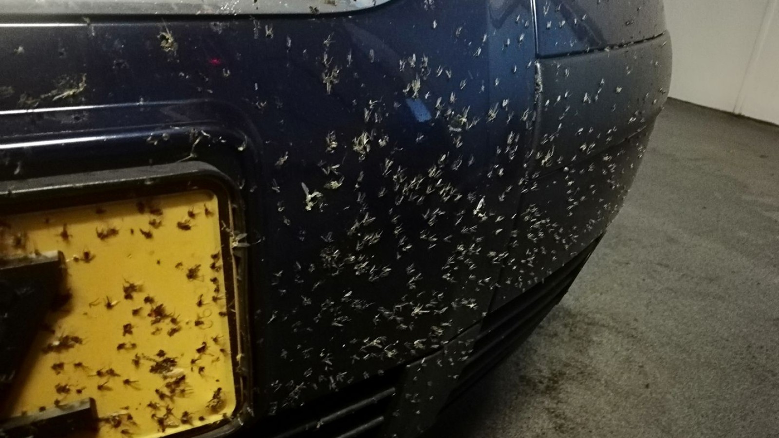 In beeld duizenden muggen op je auto door plaag rond de Afsluitdijk NH Nieuws