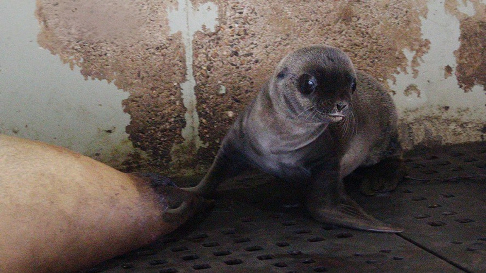 Derde Zeeleeuw Van Het Jaar Geboren In Artis NH Nieuws