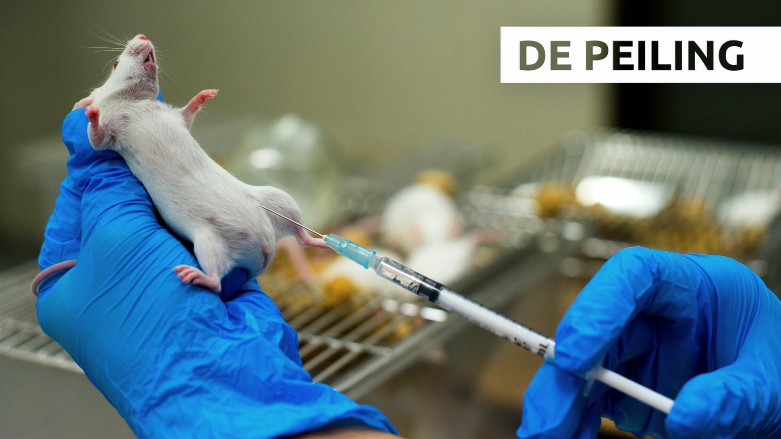 Experimenten Op Dieren: Pijn Moet Verboden Worden!