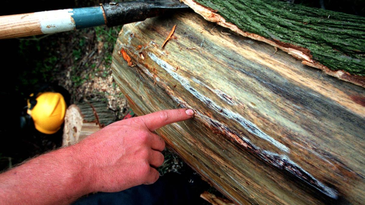 Bijna 700 beeldbepalende iepen in Den Helder tegen de vlakte vanwege iepziekte