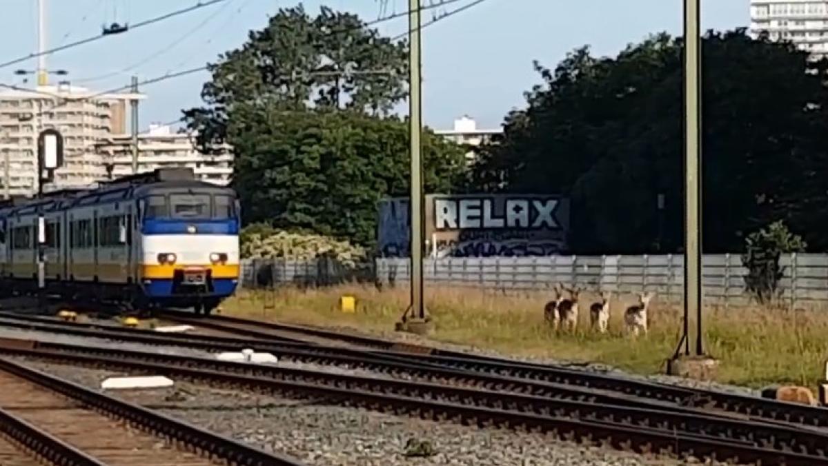 Nooit meer aanrijdingen met herten: Zandvoort krijgt nieuw hek langs spoor