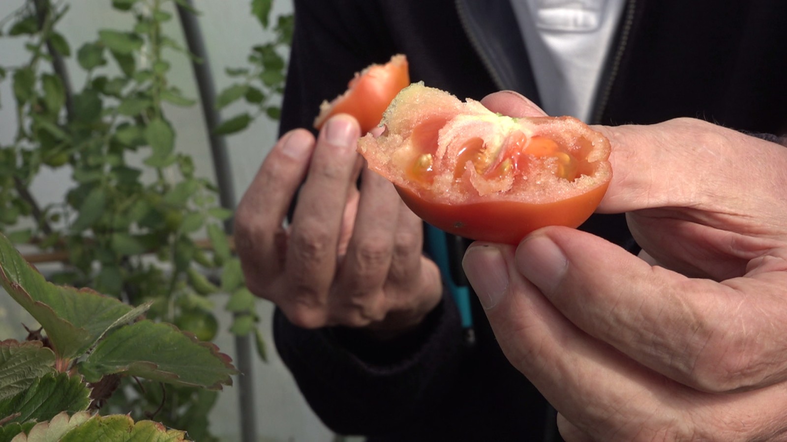 zilte tomaat
