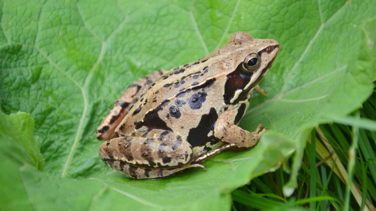 Bouwproject Bloemendalerpolder gaat verder: heikikkers kunnen gewoon verhuizen