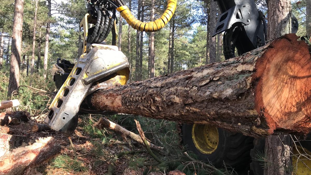 Rechter geeft PWN gelijk: bomenkap in duinen van Bergen mag doorgaan