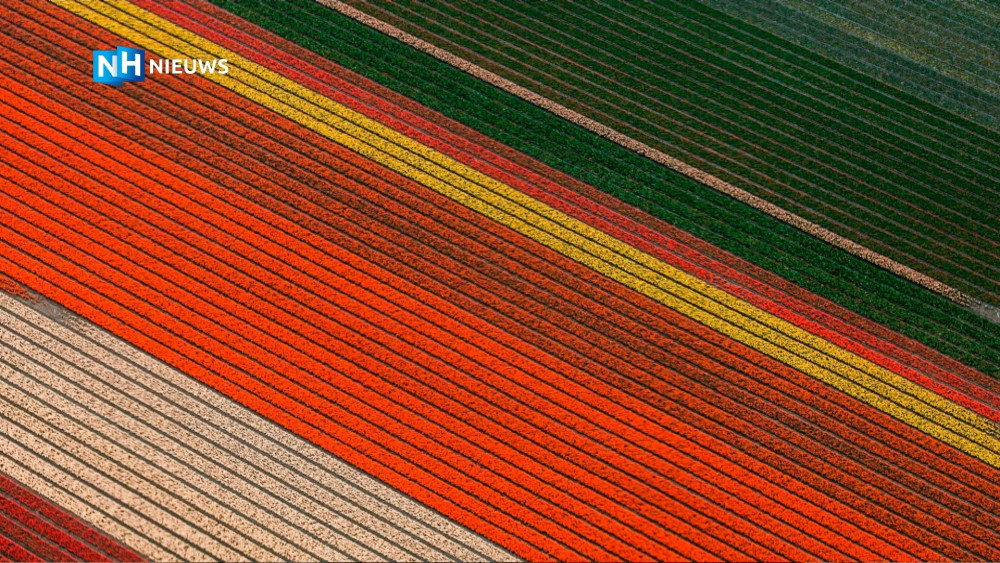 lentetuin-breezand-weer-vol-met-bloemenpracht-nh-nieuws