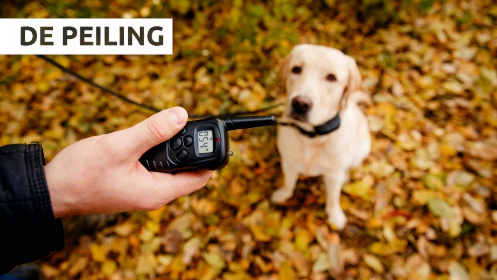 binden als component De Peiling: Schokhalsband voor honden vanaf 2020 verboden - NH Nieuws
