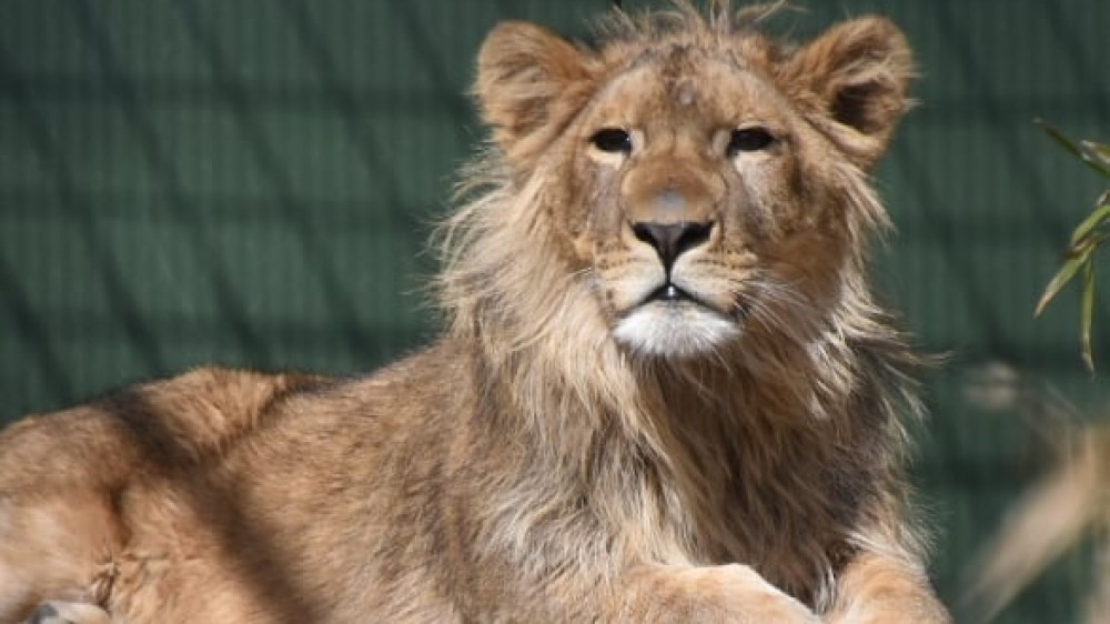 Zo ziet leeuw(tje) Remy er nu