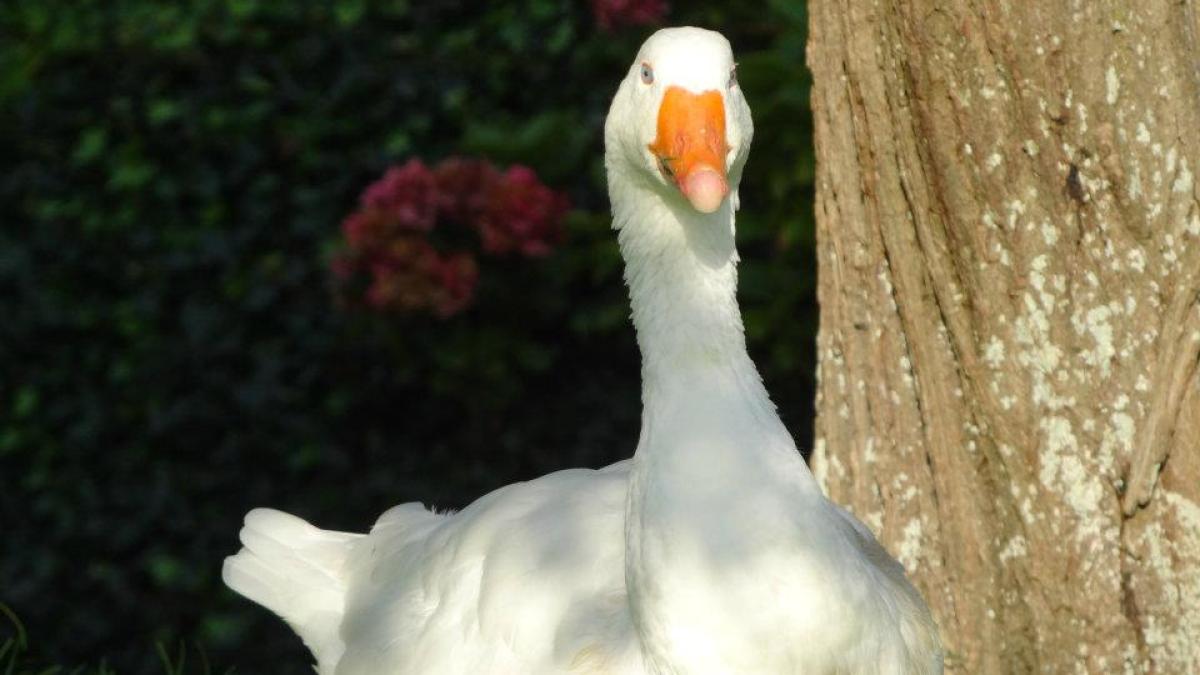 'Gijs de Gans' voor altijd herdacht in Twisk