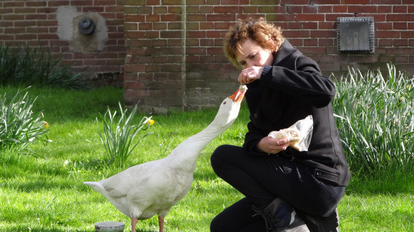 Hoe een gans mensen verbindt standbeeld 'Gijs de Gans' onthuld in Twisk NH Nieuws Hoe een gans mensen verbindt standbeeld 'Gijs de Gans' onthuld in Twisk NH Nieuws
