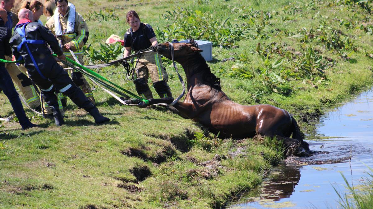 Brandweer redt paard uit diepe sloot in Ilpendam