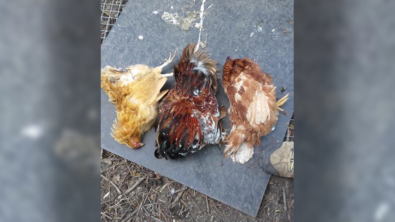 Kippen eend op kinderboerderij: lagen in een rondje" - NH Nieuws