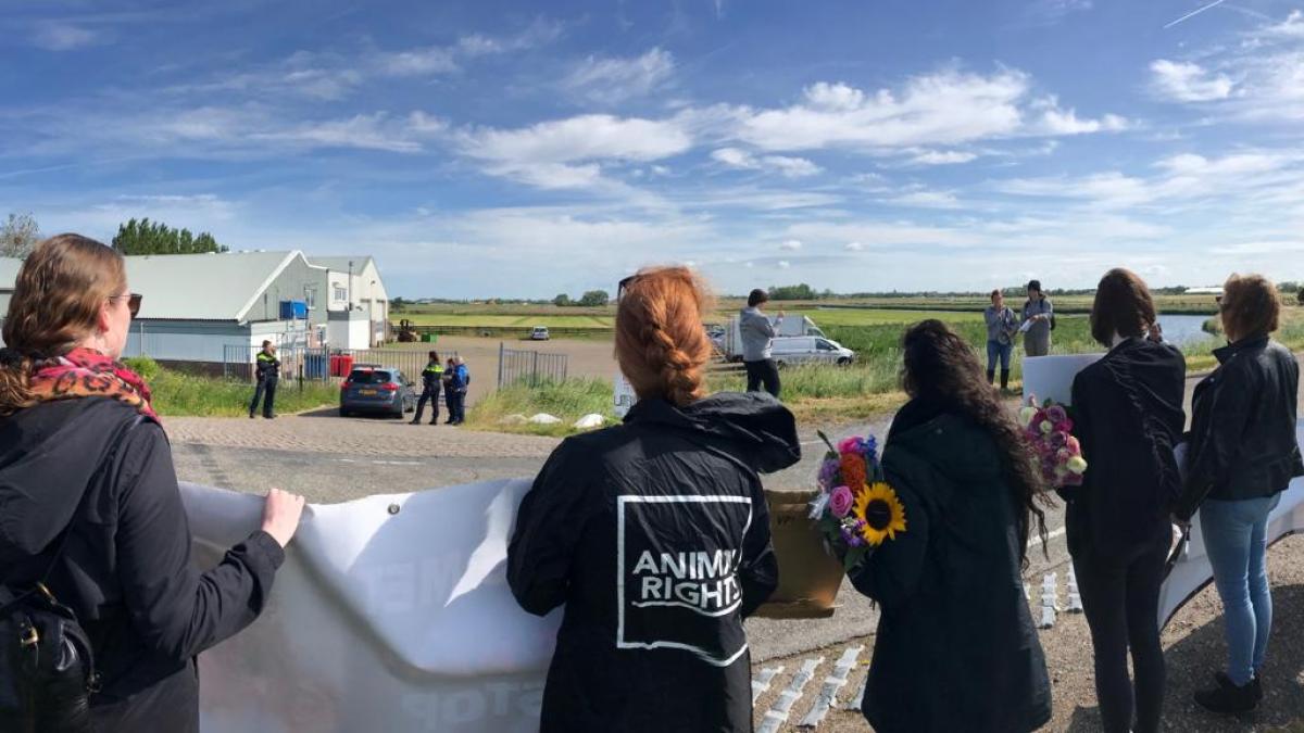 Dierenactivisten demonstreren bij slachthuis Oost-Graftdijk