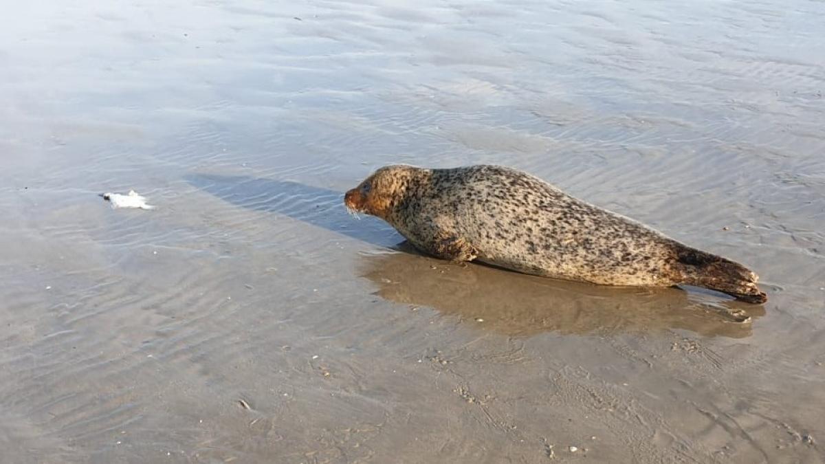 Een zee- of meerhond? Zeehond duikt op in het Markermeer
