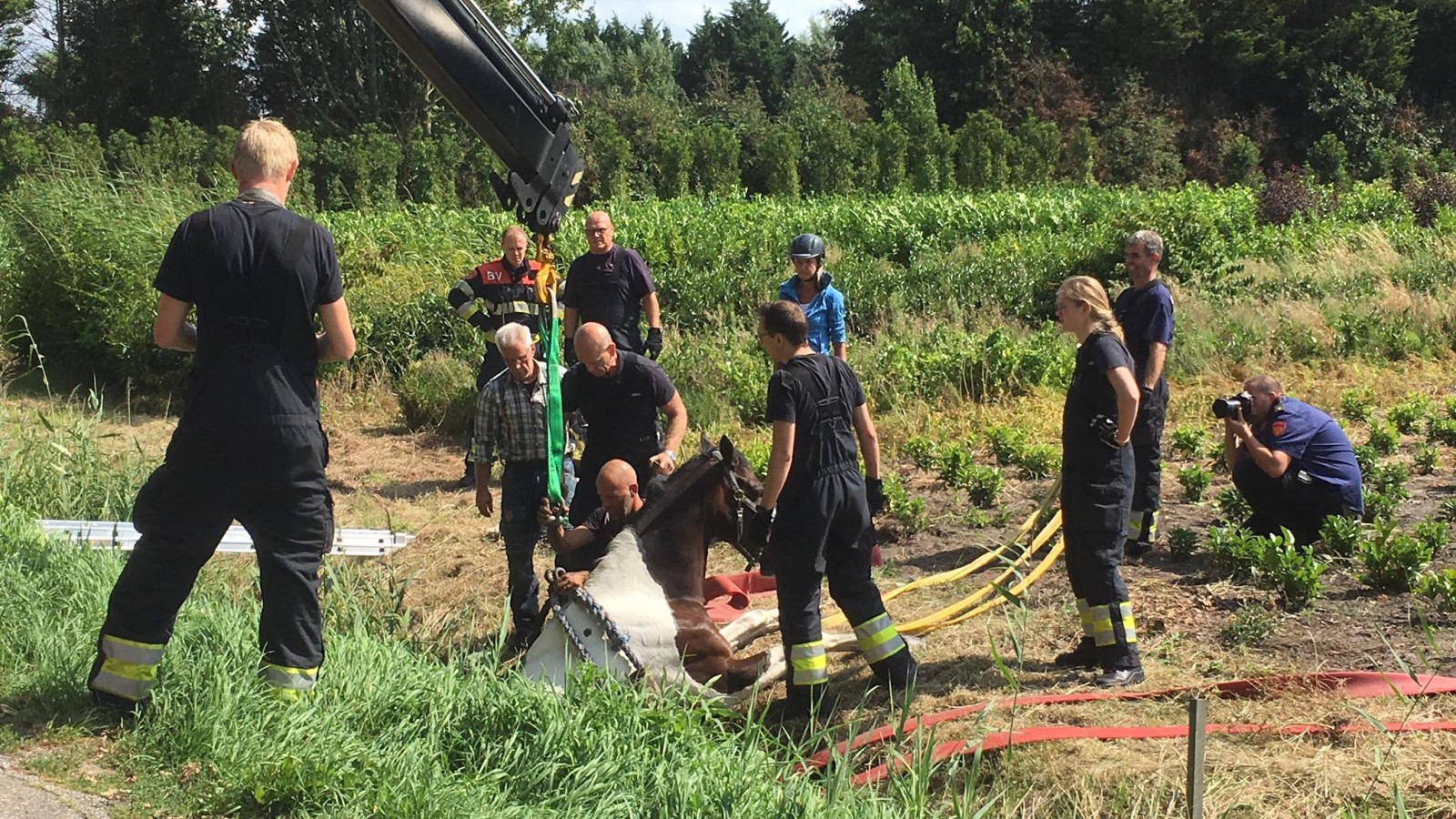 Paard in sloot