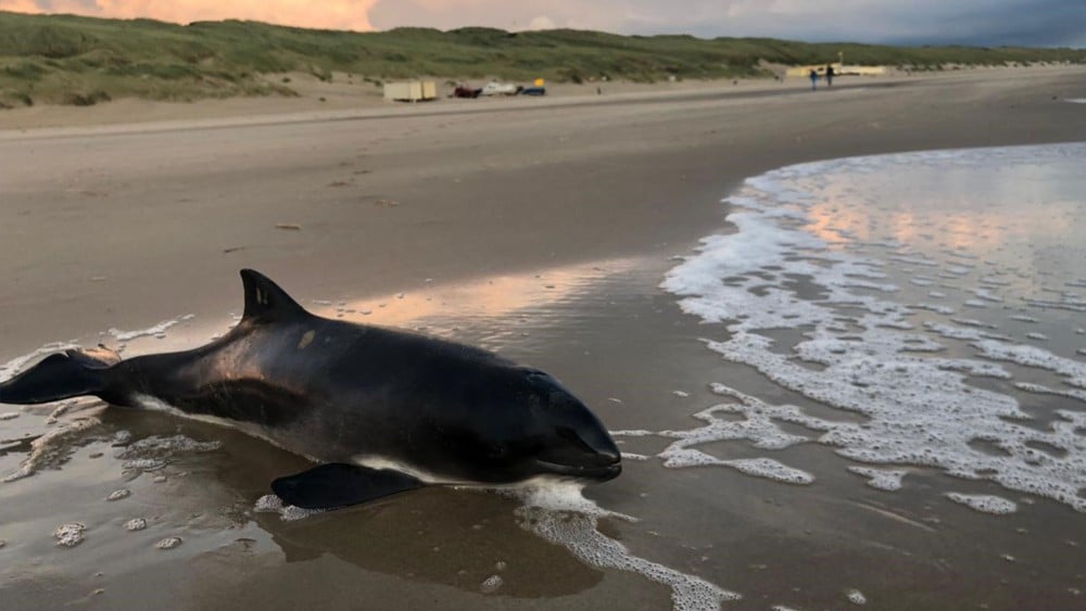 Steeds minder gestrande bruinvissen, maar is dat een goed teken?