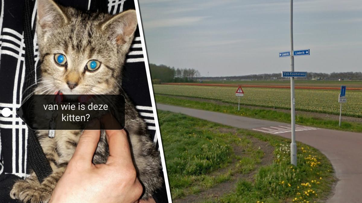 Nest kittens gevonden in berm Hauwert: politie vermoedt dierendump