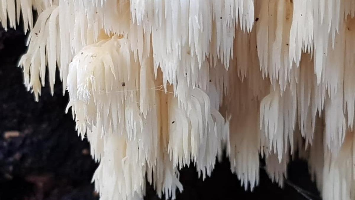 Zeldzame paddenstoel gespot in bos bij Hilversum: 