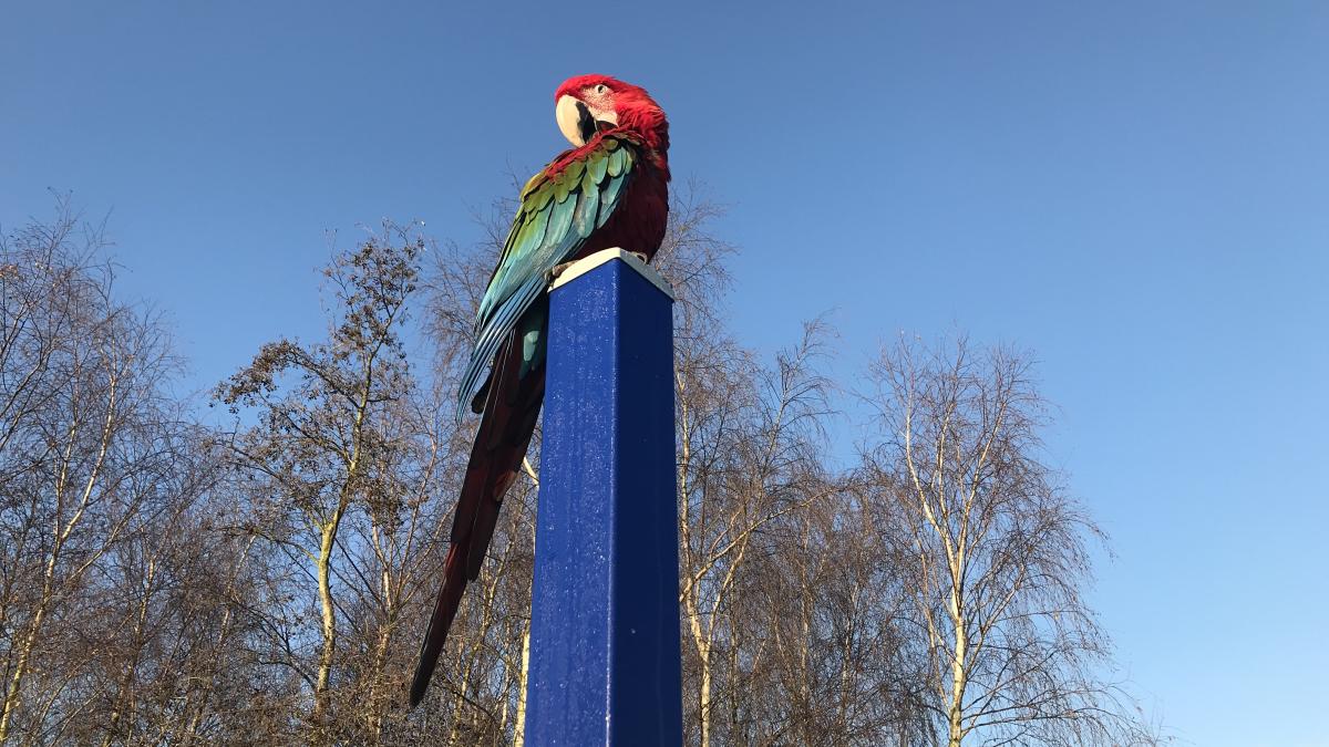 Papegaai Jessie is de vliegende koningin van Weidevenne
