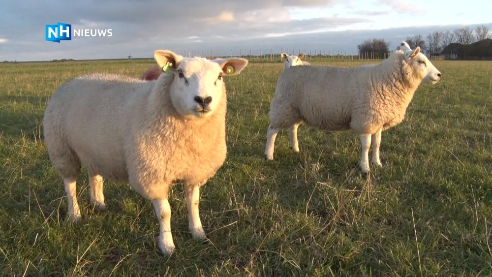Doordeweekse dagen sirene Conserveermiddel Texelse schapenboeren verenigen zich: "Behoud het Texelse schaap!" - NH  Nieuws