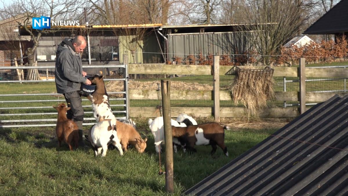 Onzekere tijden voor Loosdrechtse veehouders en hobbyboeren