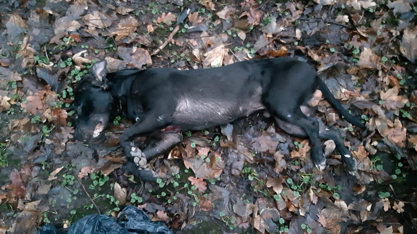 Dode hond met verwondingen gevonden in Vliegenbos in - NH Nieuws