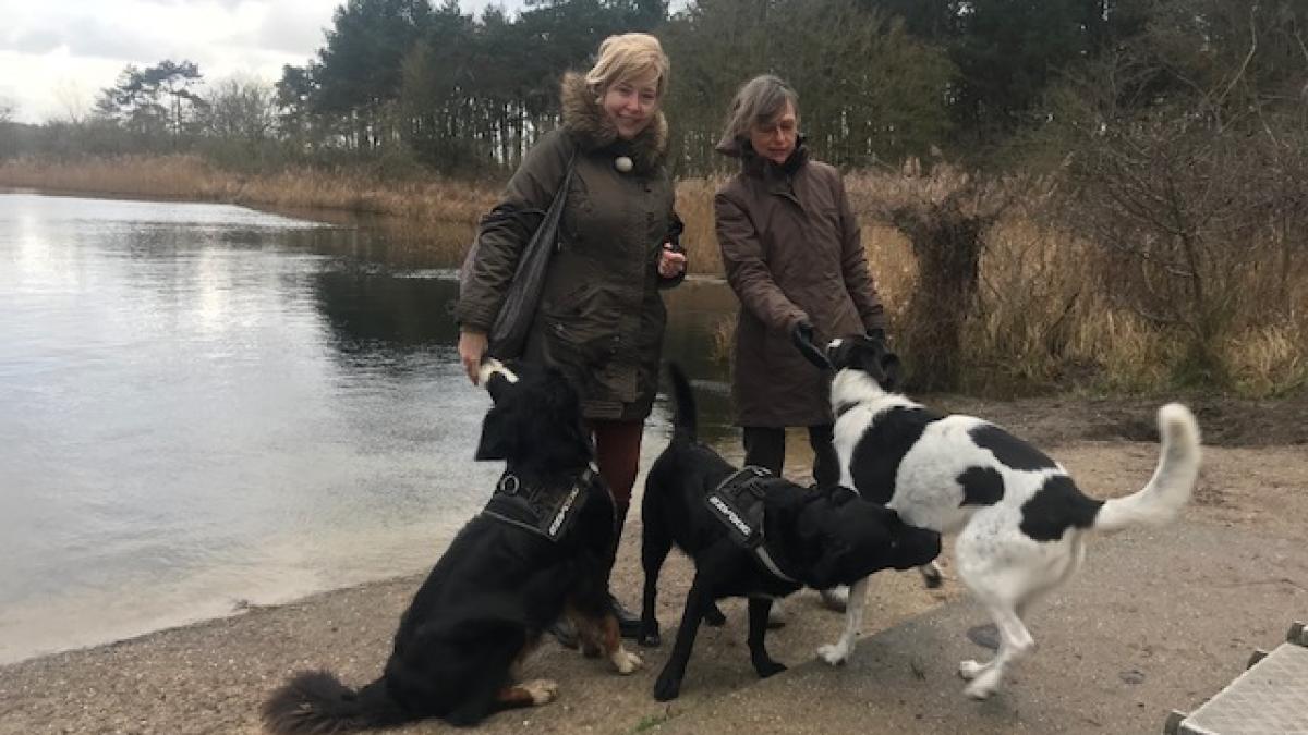 Meer dan 1200 handtekeningen voor behoud losloopgebied voor honden in Overveen