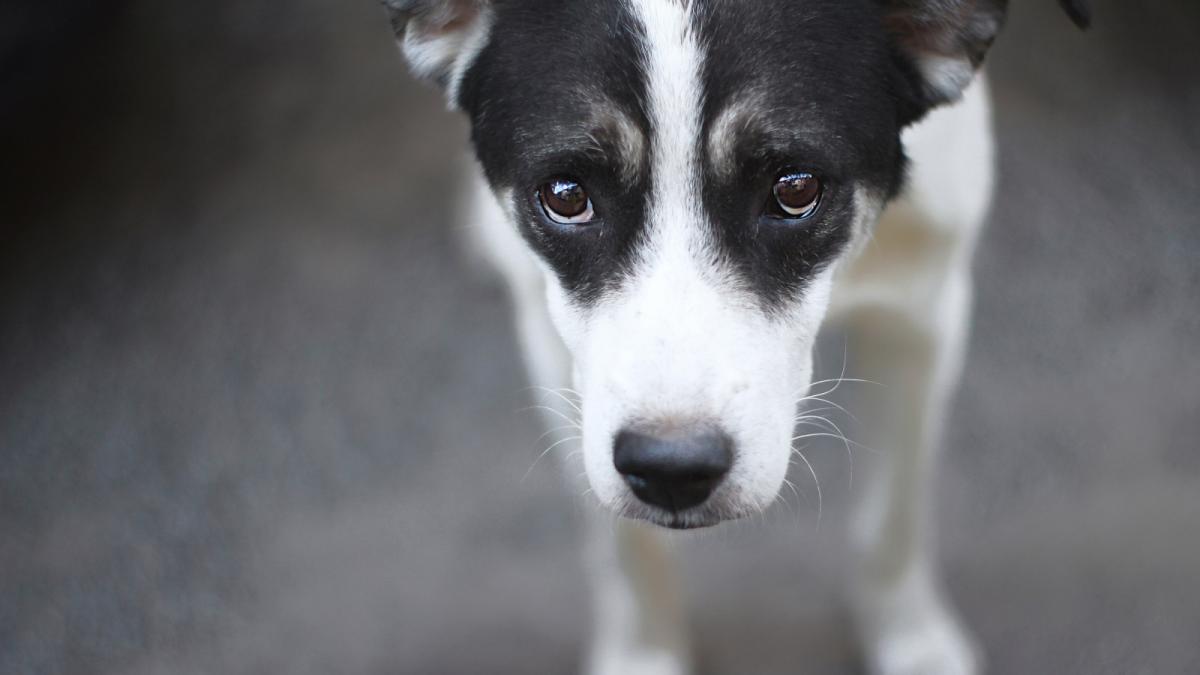 Hond overleden na aanrijding in Zwaagdijk, bestuurder rijdt door