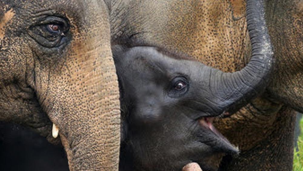 Visser schotel In de naam De ooievaar komt naar ARTIS, baby-olifantje onderweg - NH Nieuws