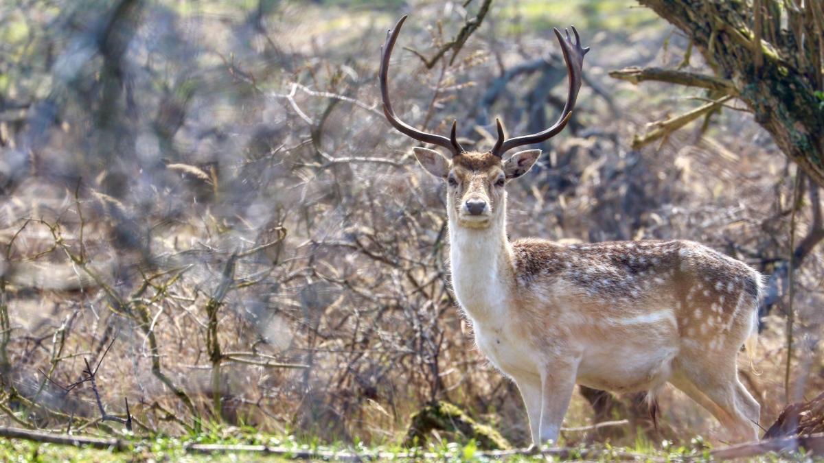 Damhertenpopulatie in de duinen verder gedaald, maar natuurbrug blijft nog dicht