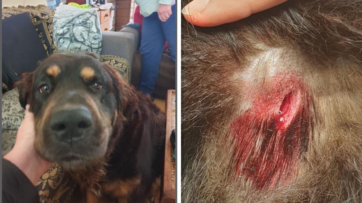Voorbijganger steekt hond in Purmerend: "Je merkt dat 'ie veel pijn heeft"