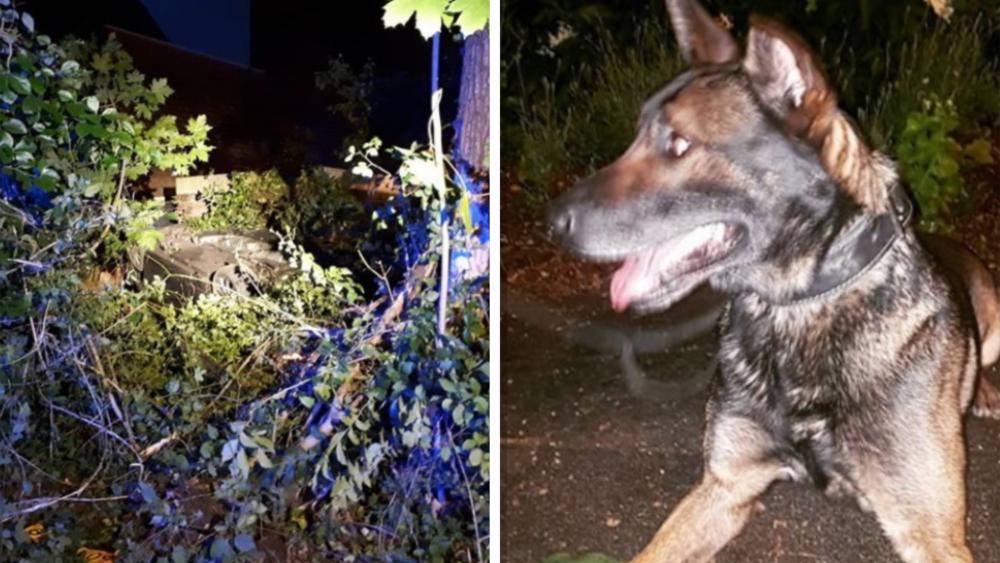 Politiehond Milow Vond Vluchtende Alkmaarder 41 Hij Stalkte Ex Al Dagen Nh Nieuws