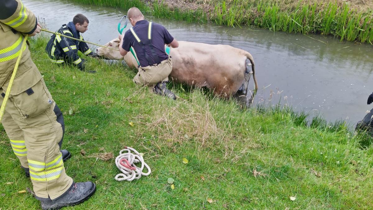 Geen oude koeien uit de sloot: brandweer helpt bij bevalling koe in slootje Spierdijk