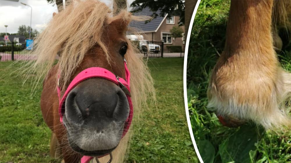 bestrating Vol helaas Vriendinnen Vanessa en Yvonne proberen pasgekochte pony te redden: "Ze  heeft veel pijn" - NH Nieuws