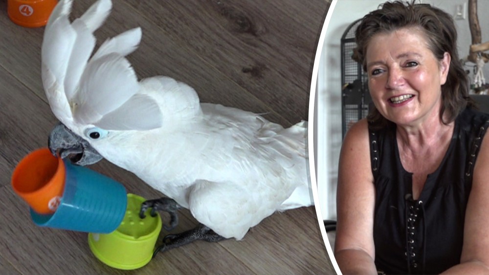 IJmondse cockatoo is kijkcijferkanon "Harley gaat de hele wereld over