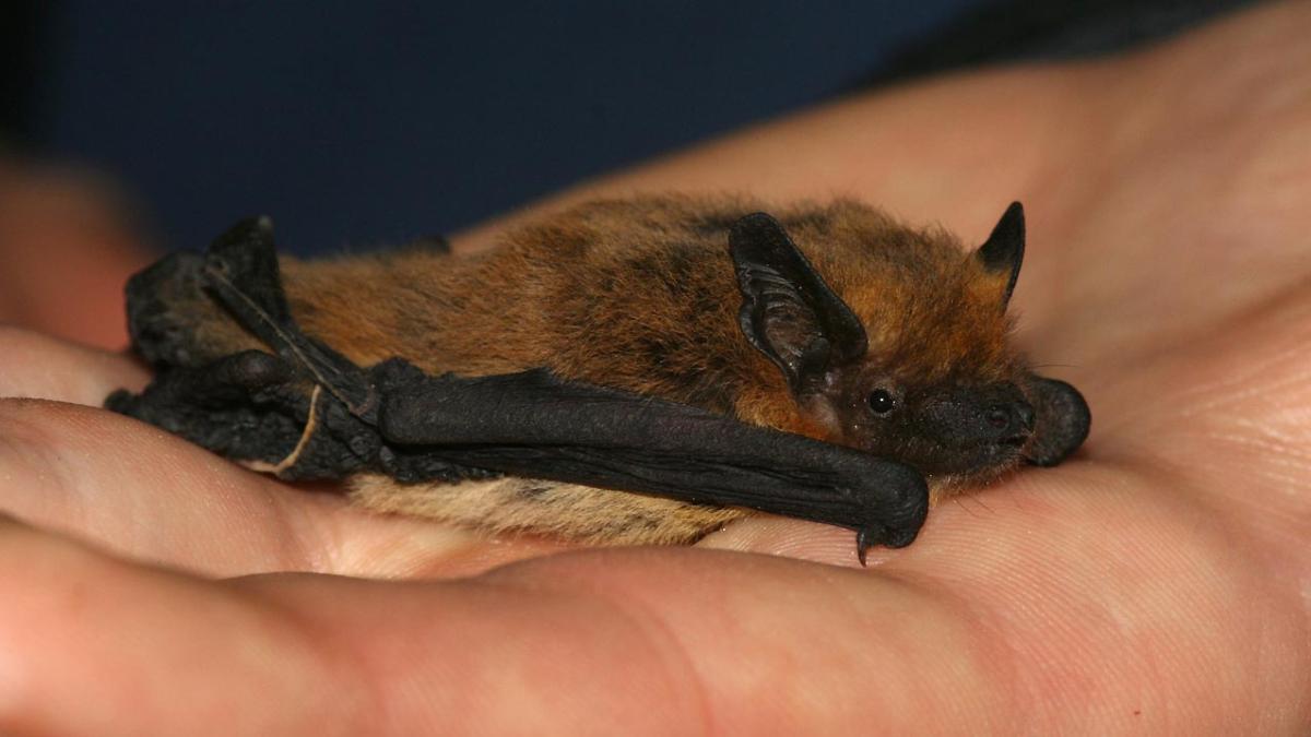 Spot meervleermuizen in de tuin: doe mee met de jaarlijkse vleermuistelling