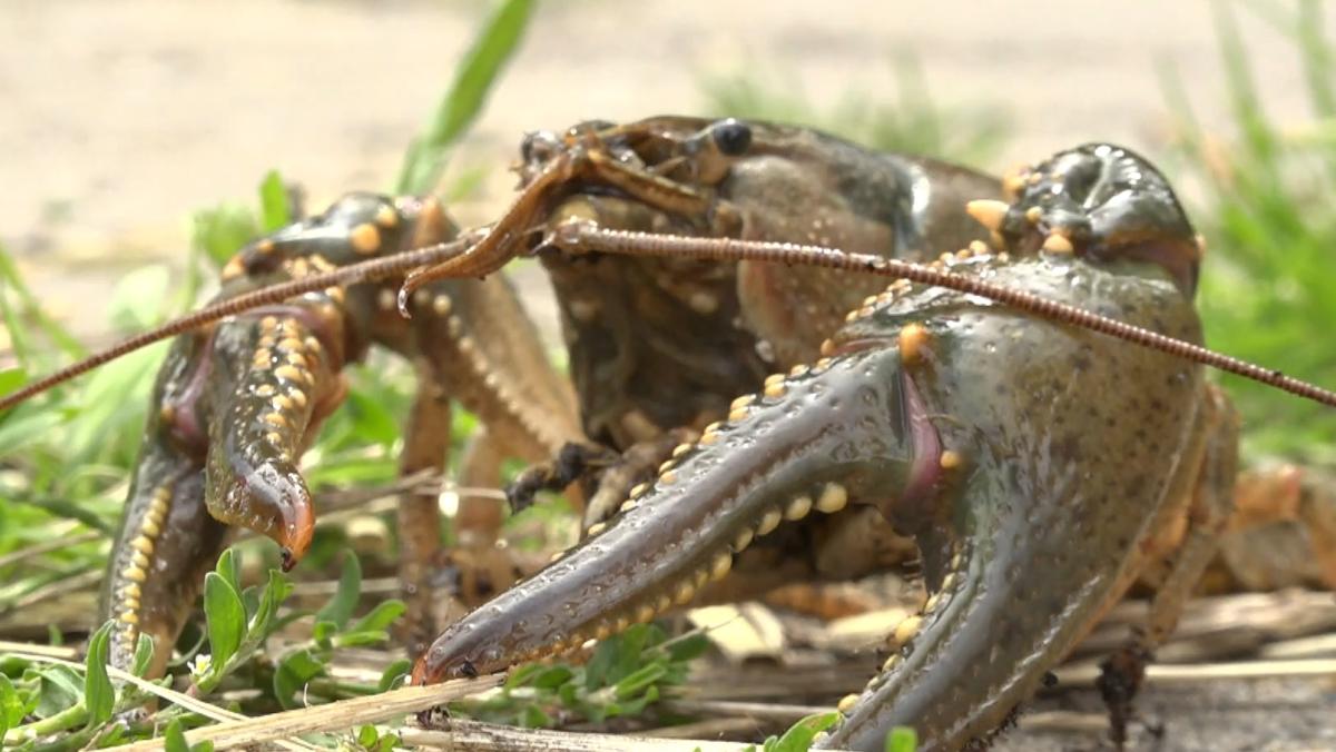 Hoelang mogen golven, ratten en kreeften nog snoepen van eilandjes Oosterdel?