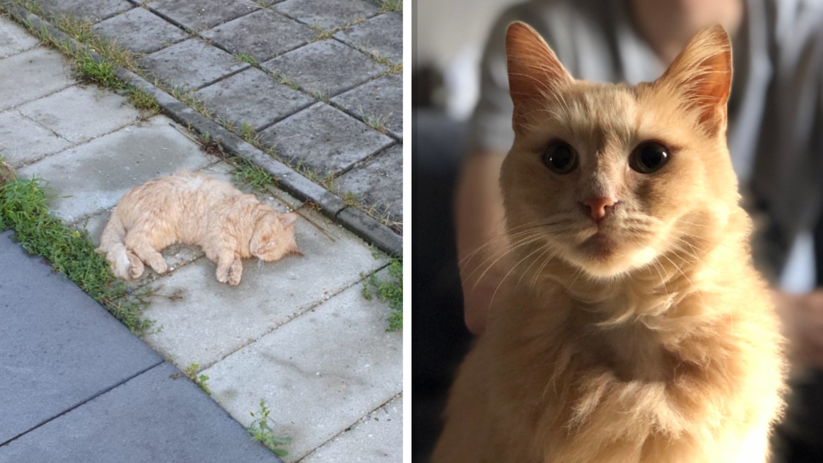 Drie katten vergiftigd in Zandvoort: "We dachten dat hij dood - NH Nieuws