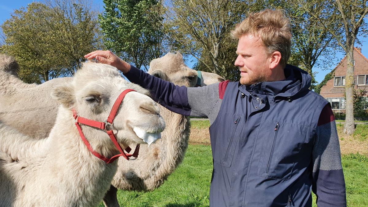 Saharagevoel in Wijdewormer: naast koeien ook kamelen in de polder