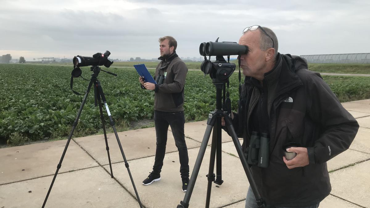 Vogelaars tellen ganzen bij Schiphol: stand lijkt stabiel ondanks bestrijding