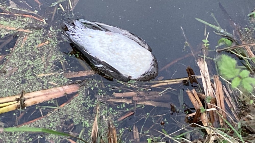 Zeer besmettelijke vogelgriep vastgesteld bij dode watervogels in Wormerland Home