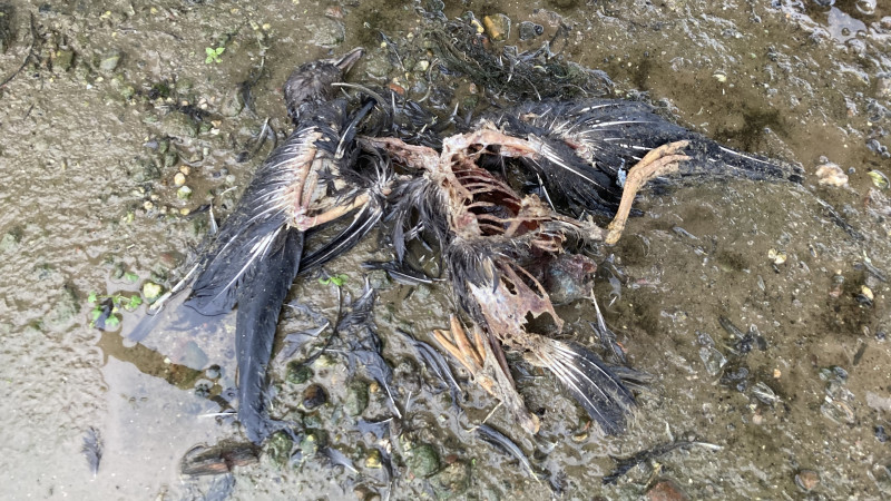 Dode vogel aan de kust van het Eemmeer