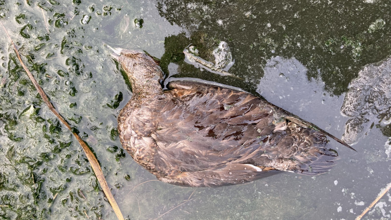 Dode eend bij het Eemmeer
