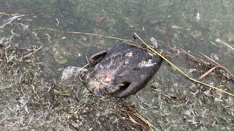 Dode eend aan de kust van het Eemmeer