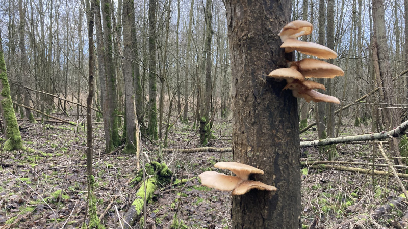 Veel paddenstoelen zijn er te zien in het Dijkgatsbos