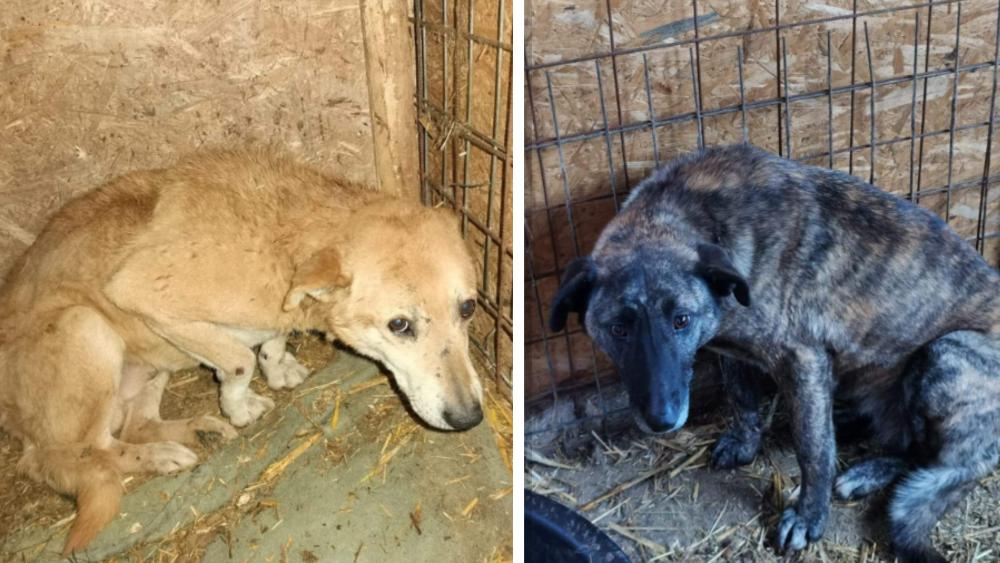 Rusteloosheid kosten Impasse Drie IJmuidenaren redden 16 honden uit dodencel na het zien van schokkende  beelden - NH Nieuws