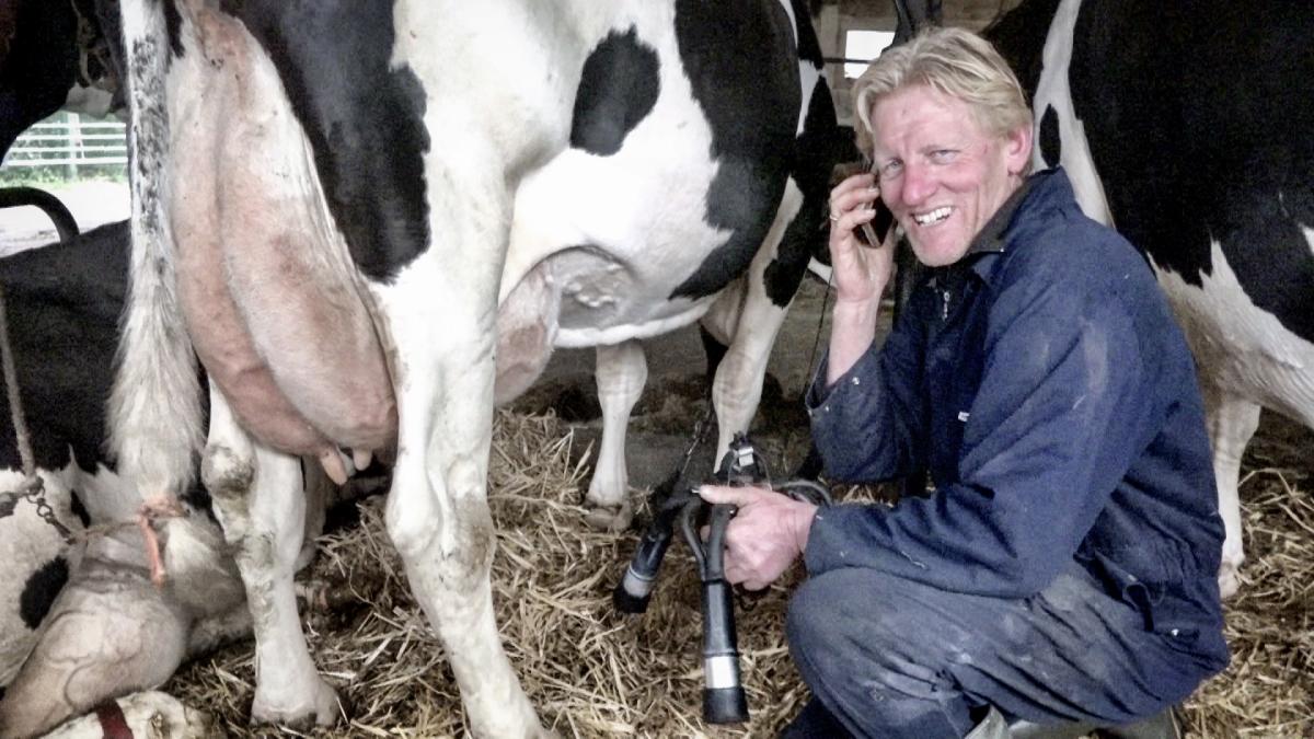 Laatste Velsense melkveebedrijf bestaat 150 jaar: "Uniek, maar ook confronterend"