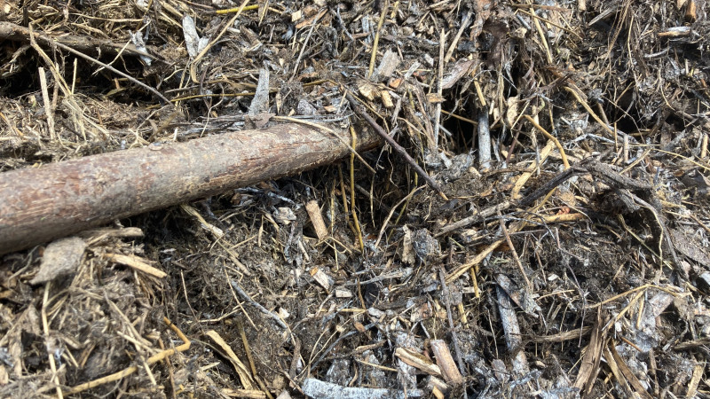 Ringslangen kruipen langs de stok een broeihoop in