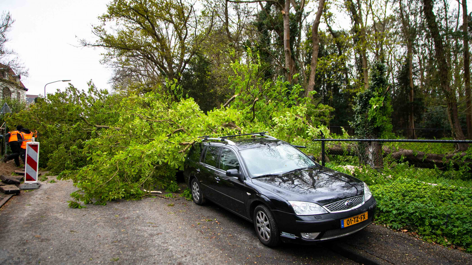 Auto's Bloemendaal bedolven onder omgevallen boom